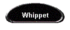 Whippet